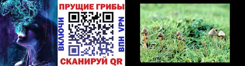 Галлюциногенные грибы Psilocybine cubensis  Наро-Фоминск 
